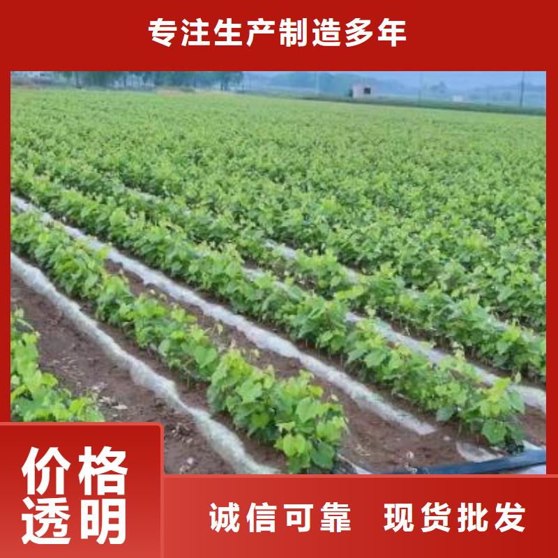 【重庆】批发茉莉香葡萄苗2022新品种