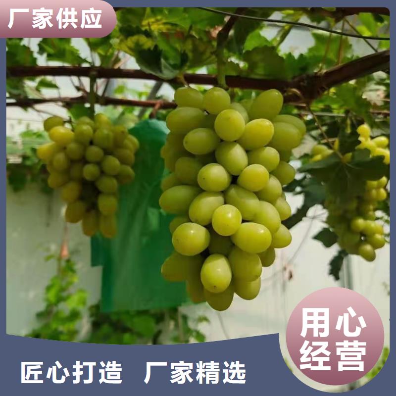 江苏选购中国红玫瑰葡萄苗品种纯正
