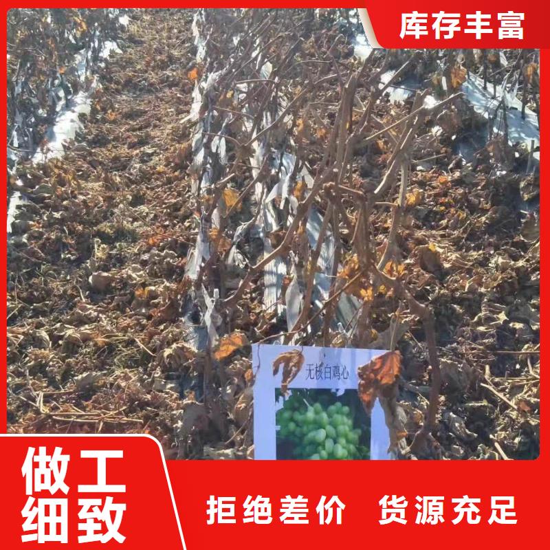该地中国红玫瑰葡萄苗品种纯正