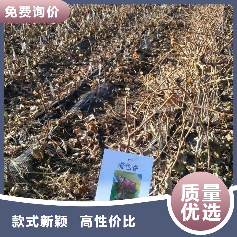【重庆】批发茉莉香葡萄苗2022新品种