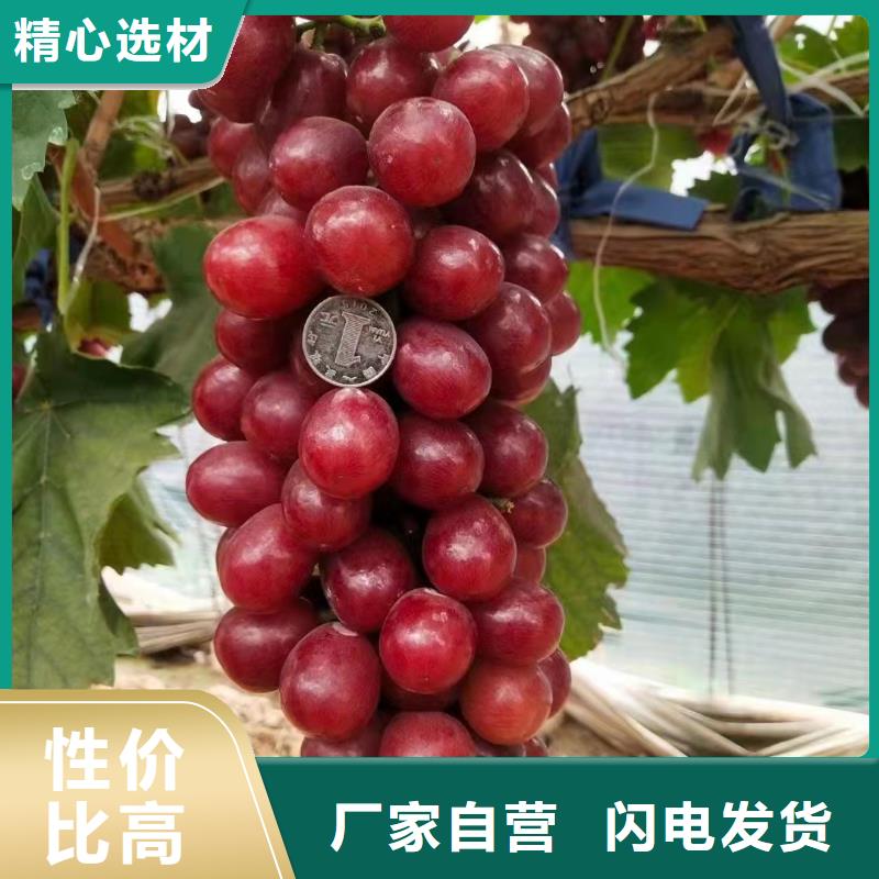 桂林选购山葡萄苗种植基地