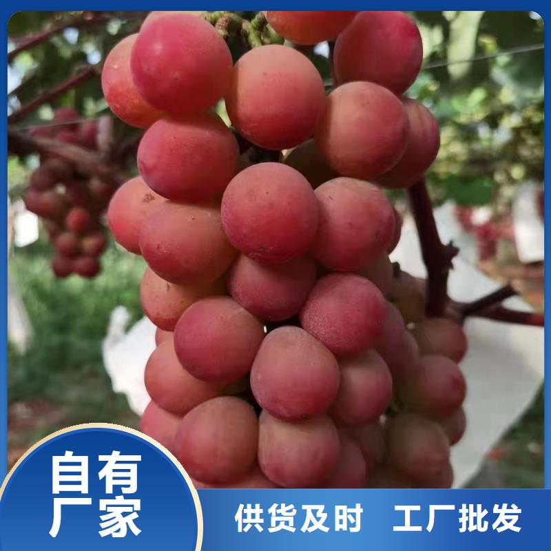 【宿迁】定做中国红玫瑰葡萄苗多少钱一颗