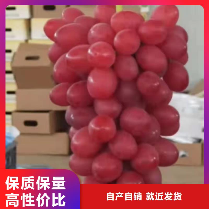 中国红玫瑰葡萄苗免费咨询