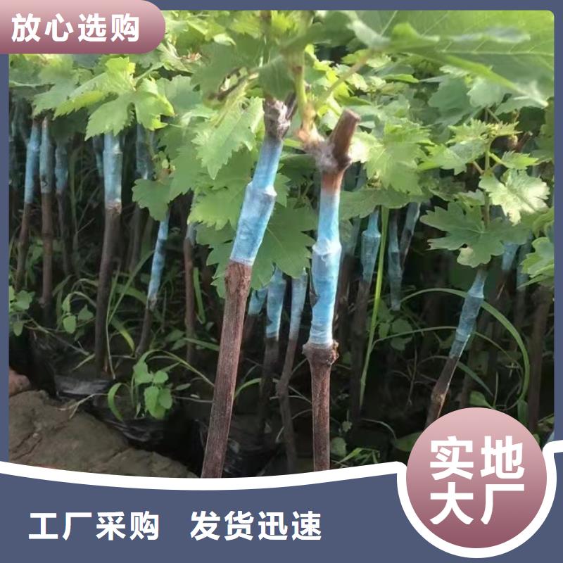 定制[二铭]中国红玫瑰葡萄苗2024新品种