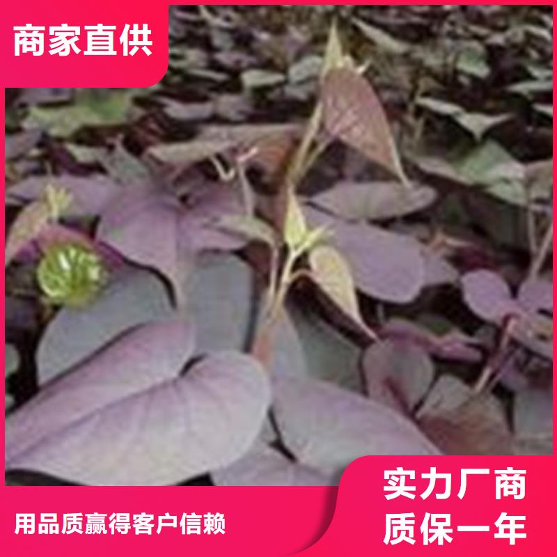 紫色地瓜苗种植方法