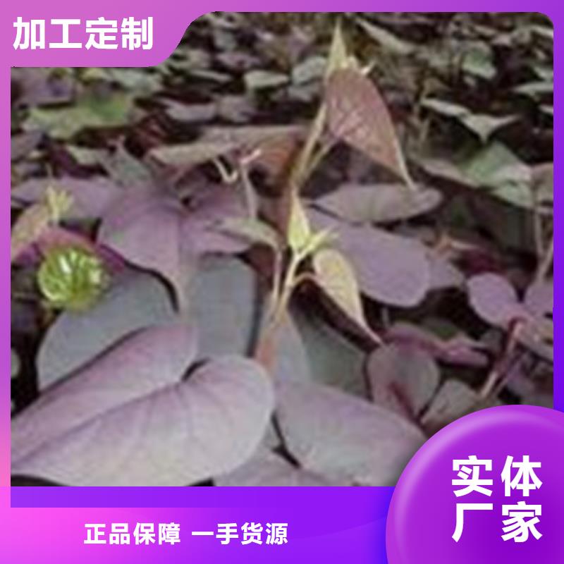 诚信为本(乐农)紫薯苗种植方法