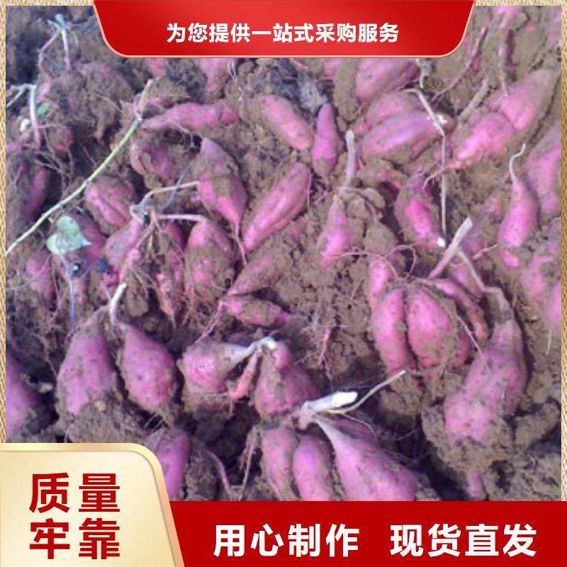 石家庄当地紫薯种价优保真