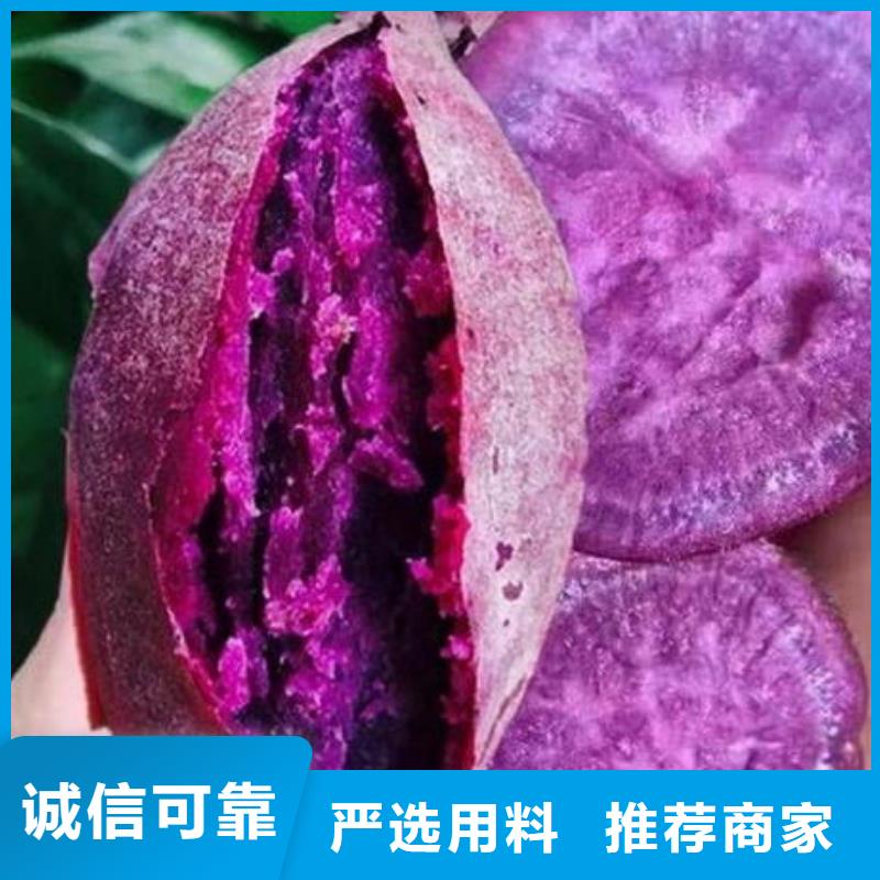 紫薯苗子品种纯正