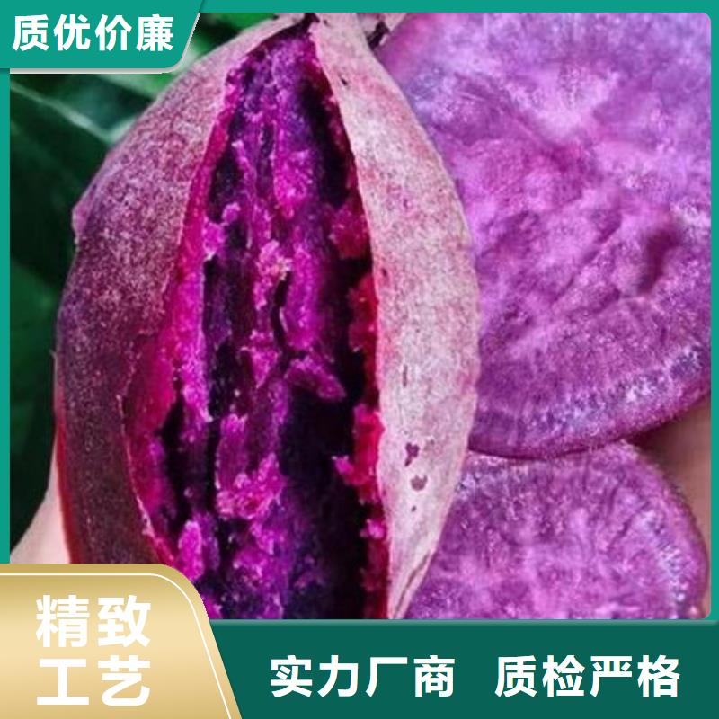 紫红薯苗原产地
