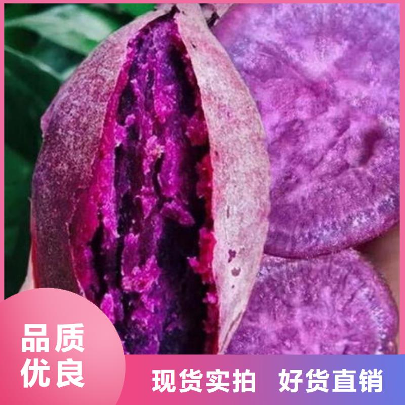 紫薯苗子发货起苗