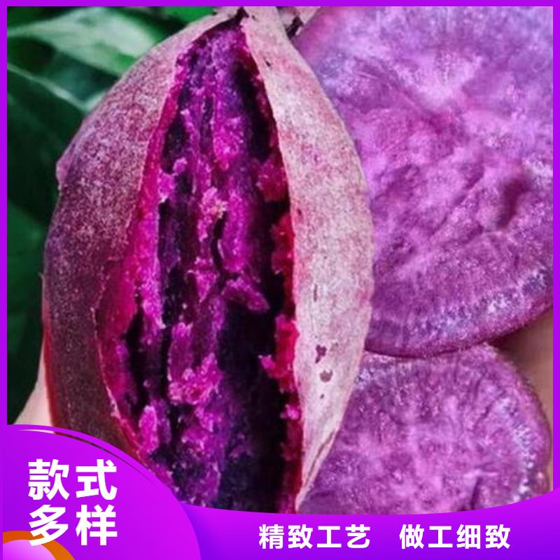 紫色地瓜苗零售