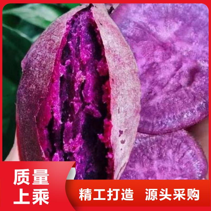 紫甘薯苗多年种植经验