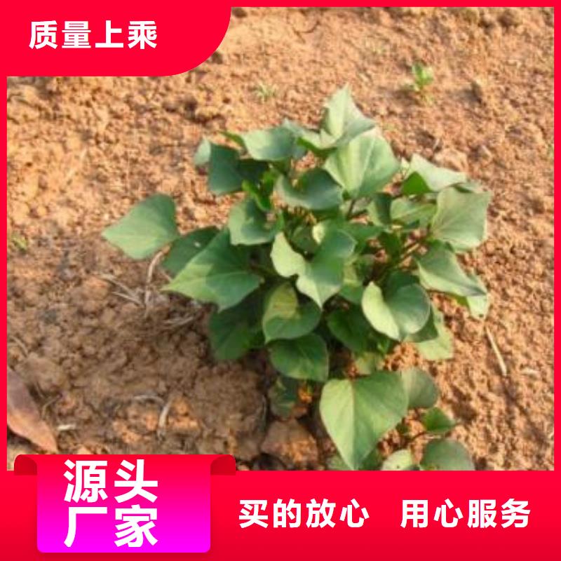直供【乐农】紫薯种子栽培时间
