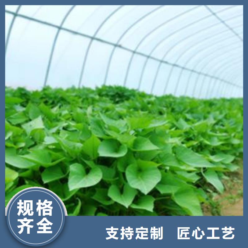 江西现货红薯苗生产基地