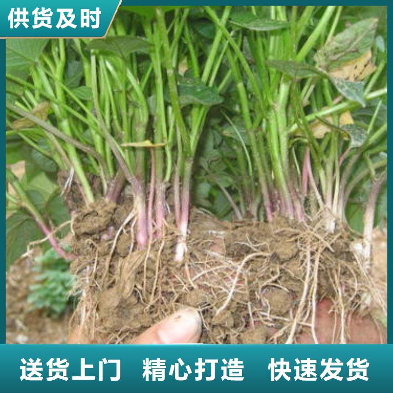杭州批发商薯19自产自销