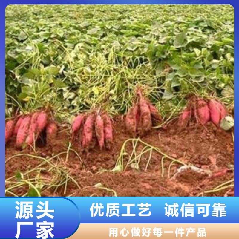 江西附近红薯苗发货起苗
