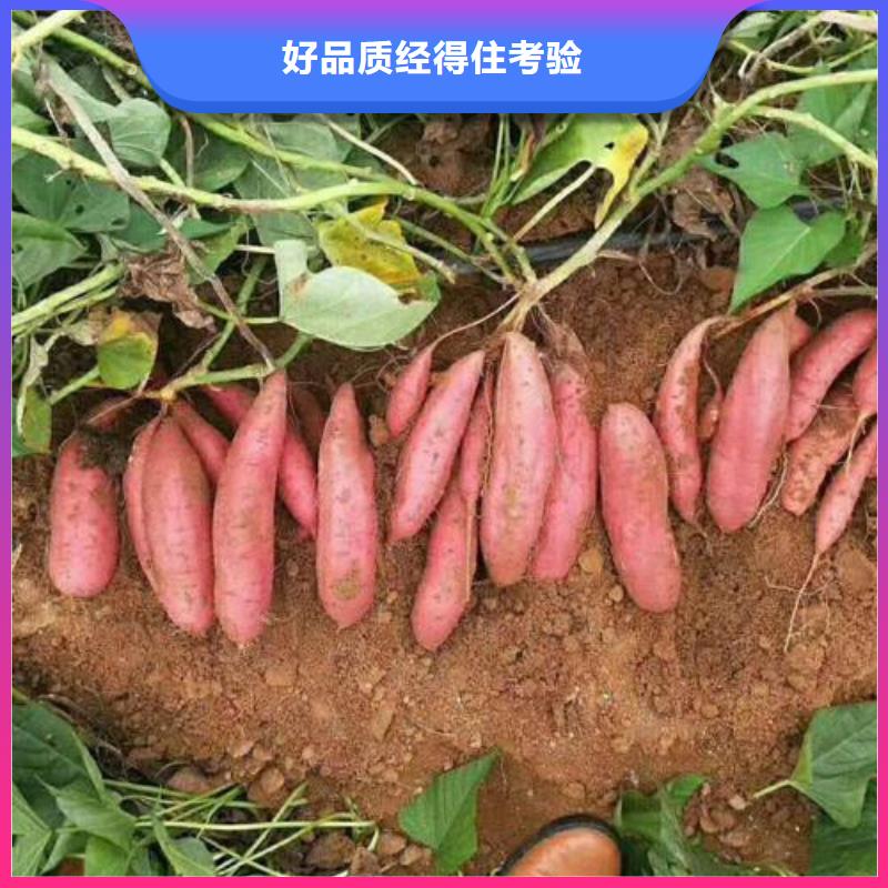 【楚雄】当地商薯19质优价廉