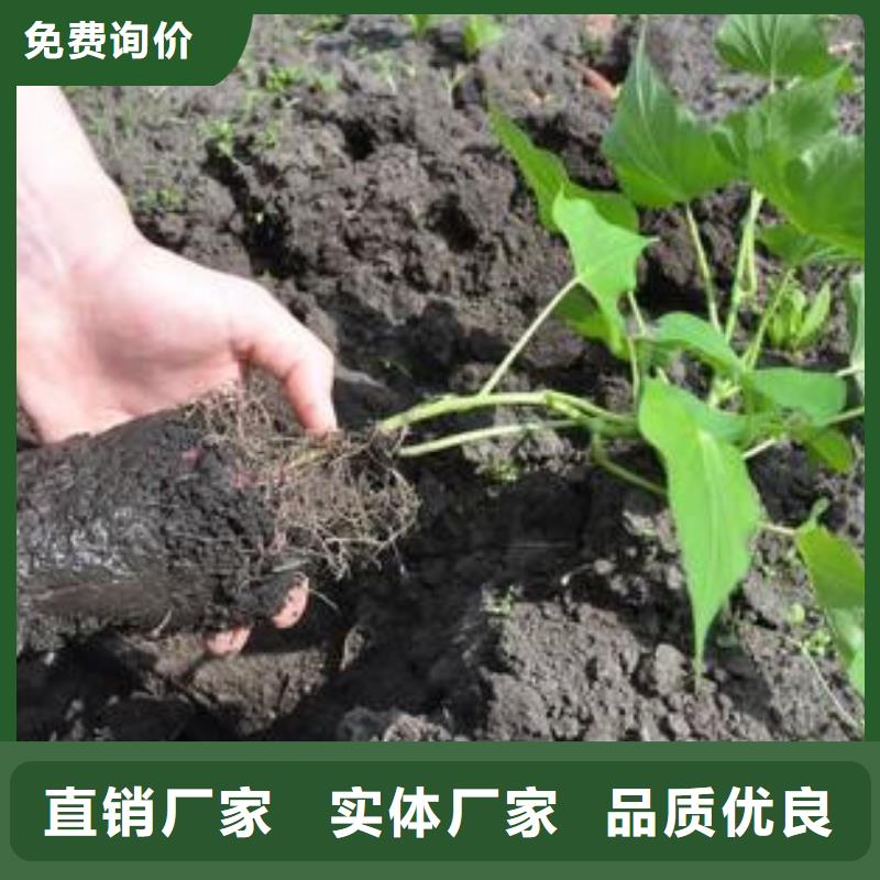 江西本地红薯苗免费提供技术