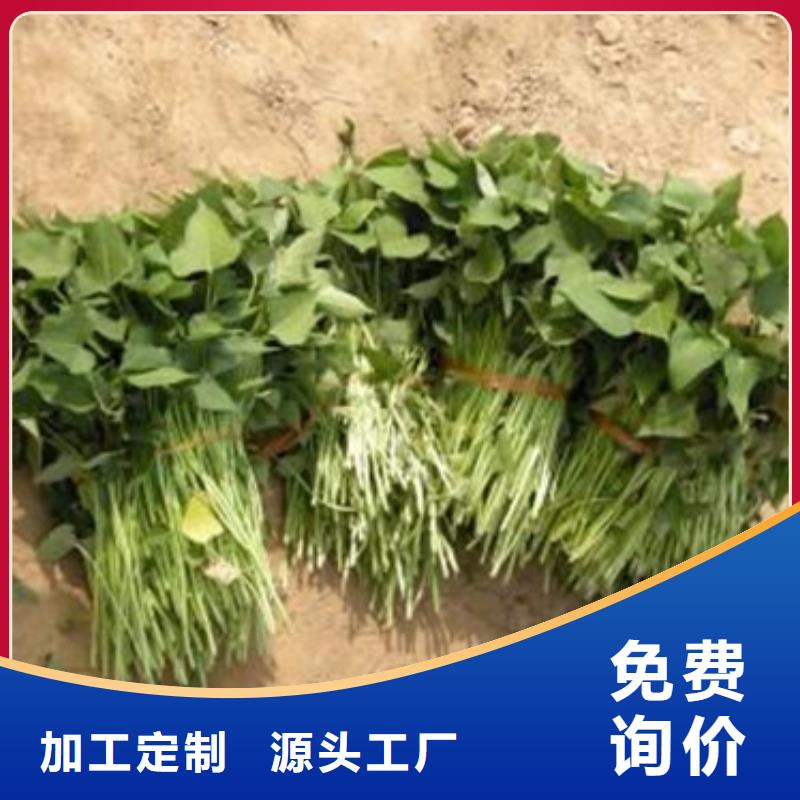 杭州本地商薯19价格优惠