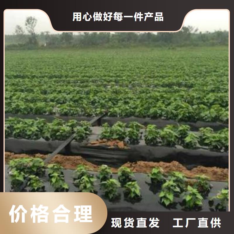 杭州本地商薯19价格优惠