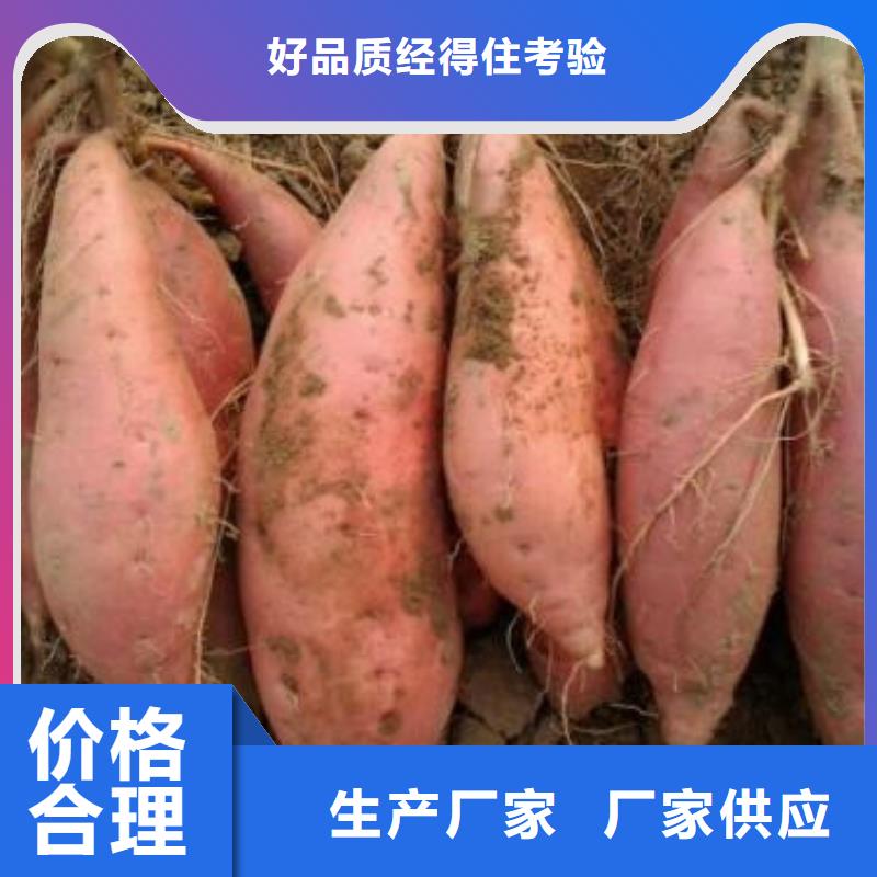 洪江红薯苗价格