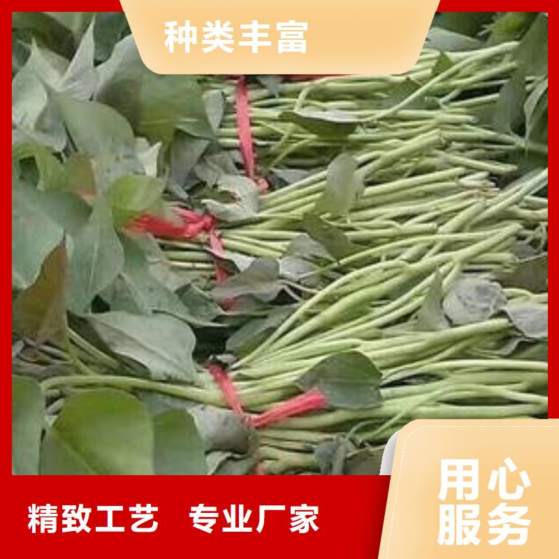 定制【乐农】红薯苗种植基地