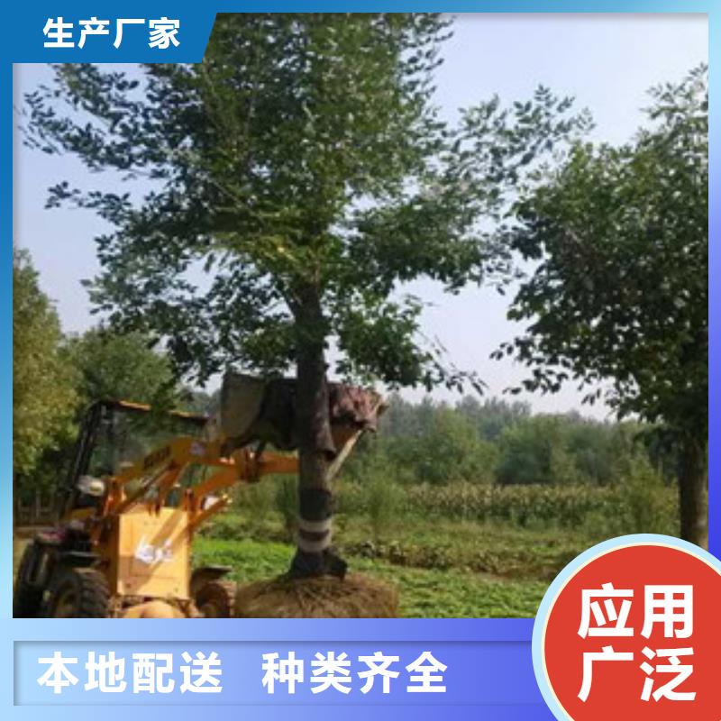 白蜡买的放心找菏泽市牡丹区雨泽苗木种植中心当地厂家