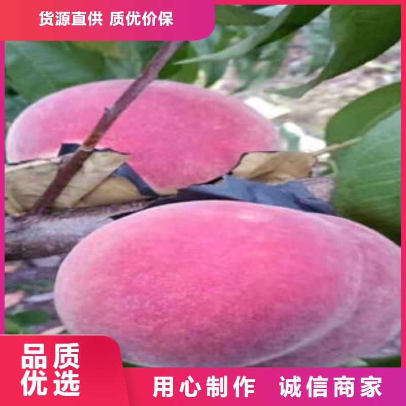 珍珠棗油桃苗【多圖】定制定做