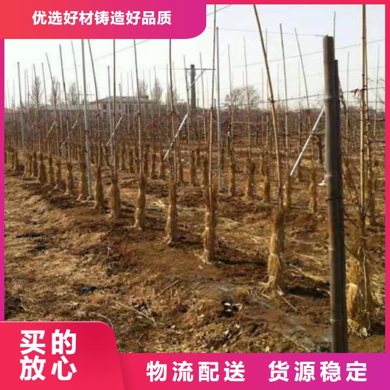 蘋(píng)果生產(chǎn)廠家歡迎致電正規(guī)廠家