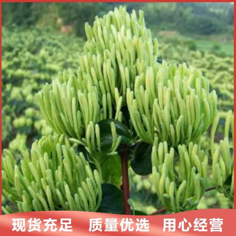 批發(fā)金銀花_生產(chǎn)廠家同城供應(yīng)商