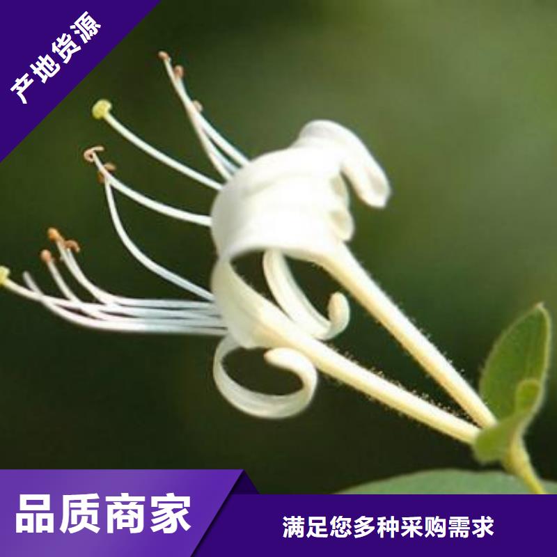 重信譽(yù)金銀花供應(yīng)商本地經(jīng)銷商
