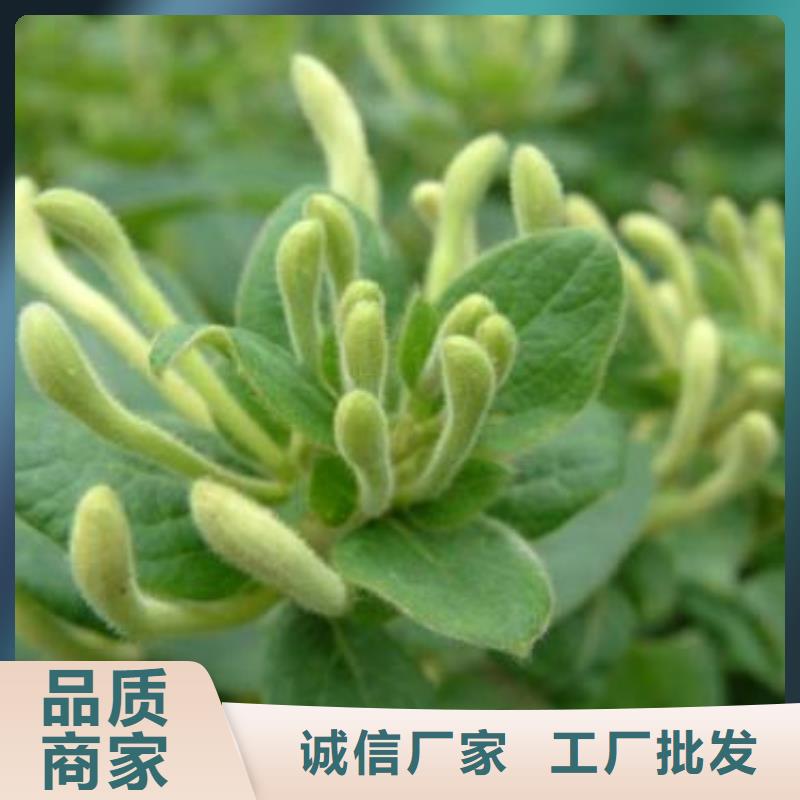 金銀花的應用范圍可接急單