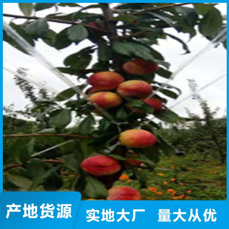 可定制李子苗的廠家本地貨源