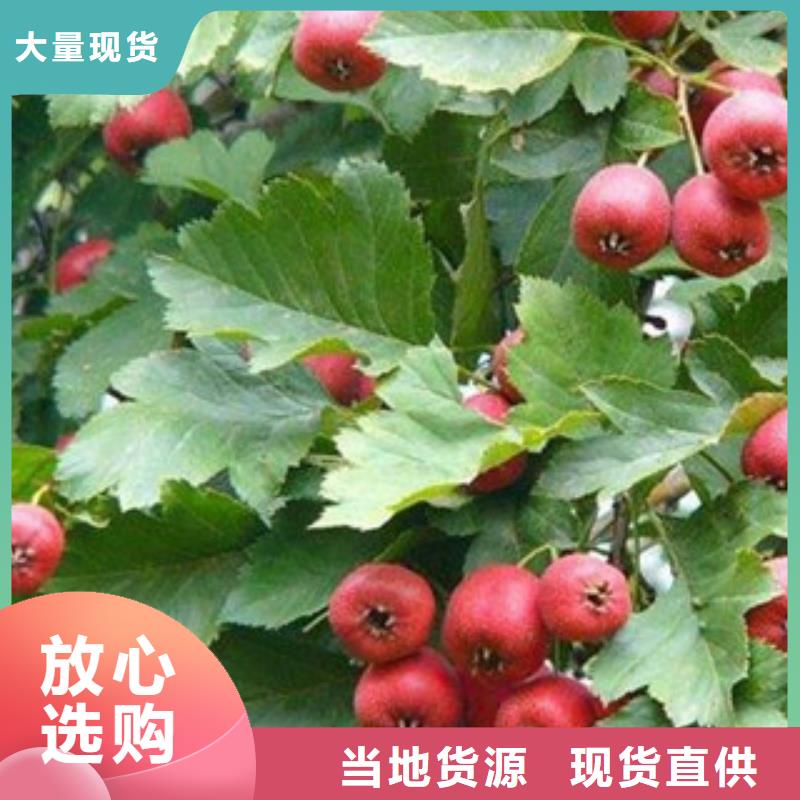质量可靠的山楂苗厂家精工细作品质优良