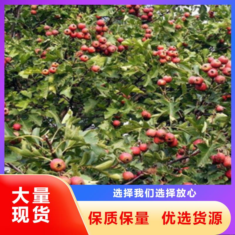 山楂苗支持定制本地廠家