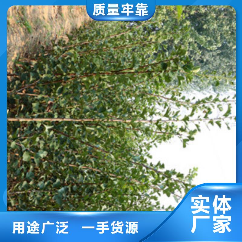 庫存充足的山楂苗供貨商現貨充足