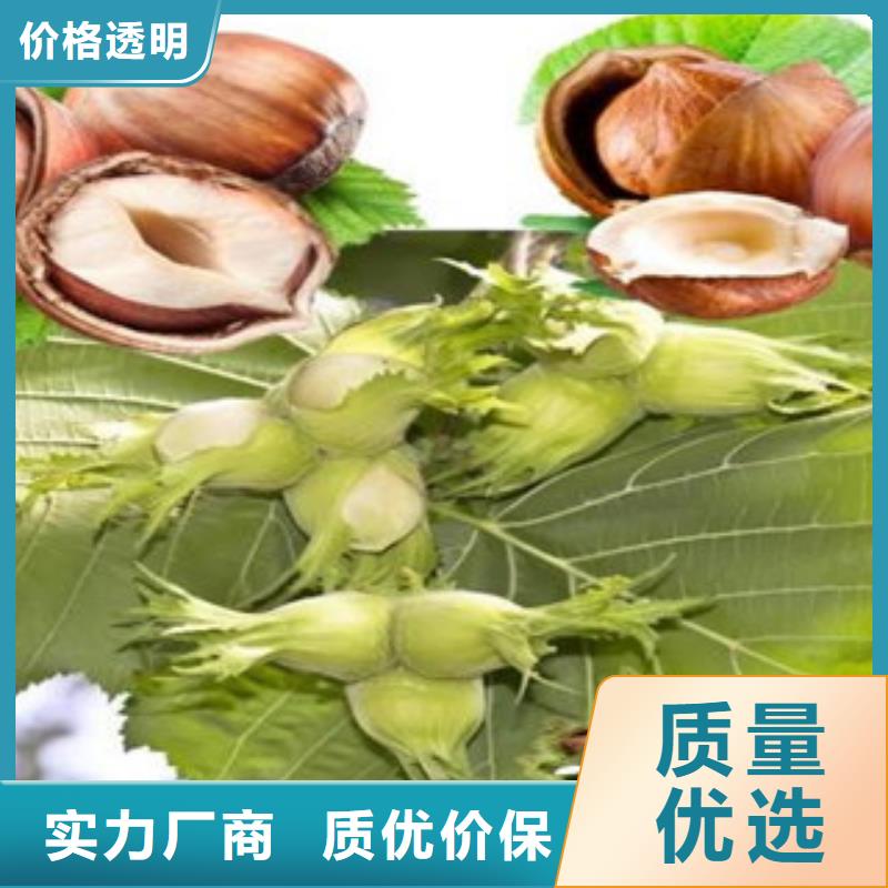 榛子苗榛子苗價格本地供應商