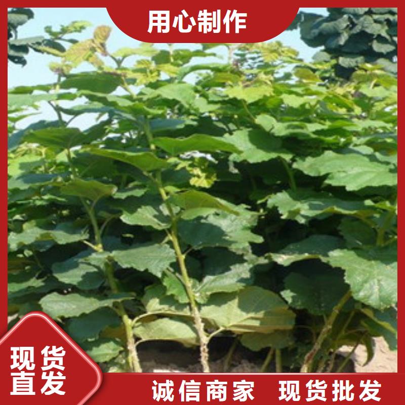 實力雄厚的榛子苗供應商本地服務商
