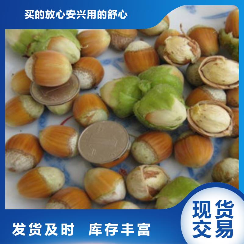 榛子苗廠家現(xiàn)貨銷售種類豐富