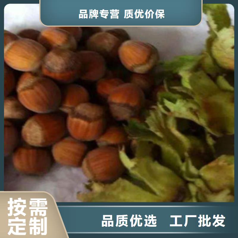 實力雄厚的榛子苗加工廠家當地貨源
