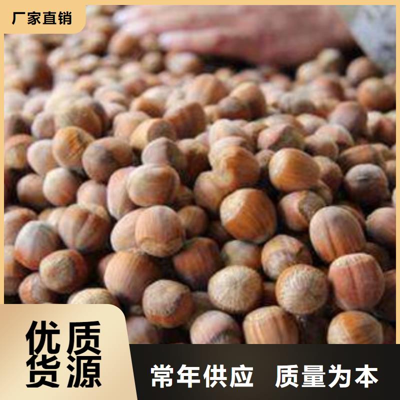 选购榛子苗-实体厂家可定制对质量负责