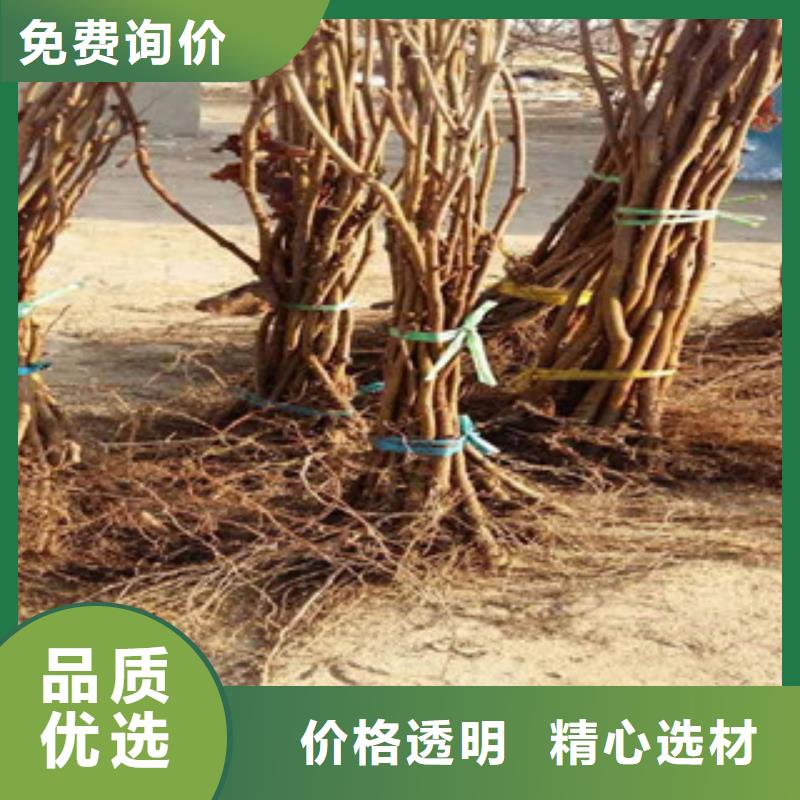 榛子苗批發_順誠苗木經銷處本地廠家