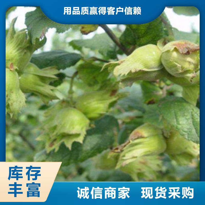 榛子苗-榛子苗保质一手货源