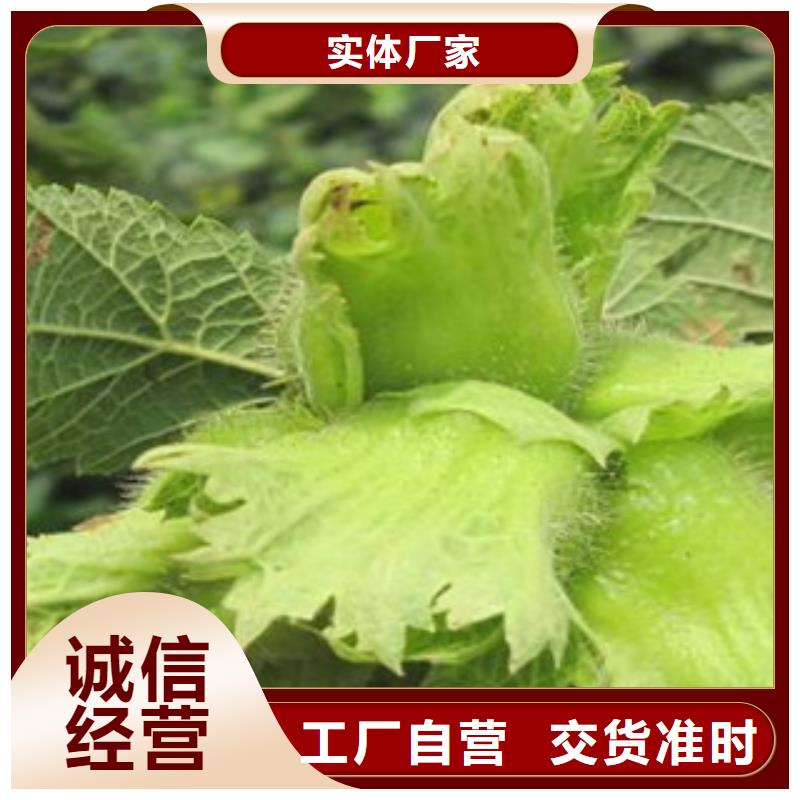 供應榛子苗的批發商可定制有保障