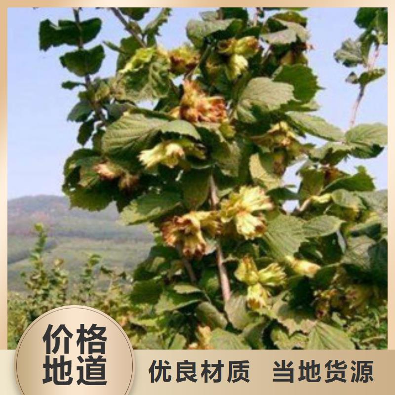 榛子苗-復(fù)購率高不斷創(chuàng)新