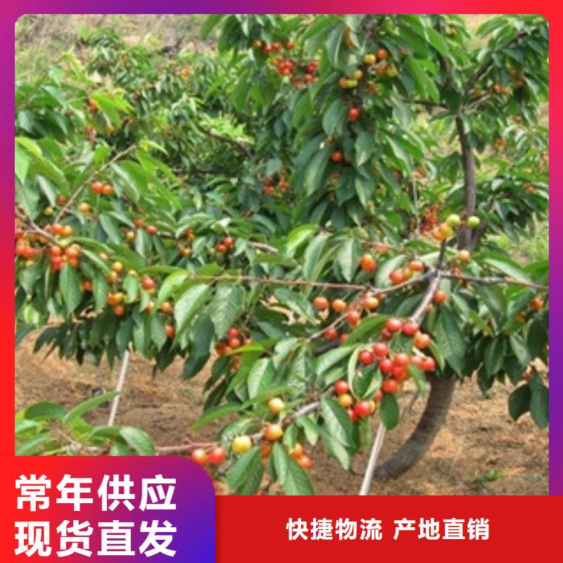 櫻桃苗廠家-報價源頭廠家來圖定制