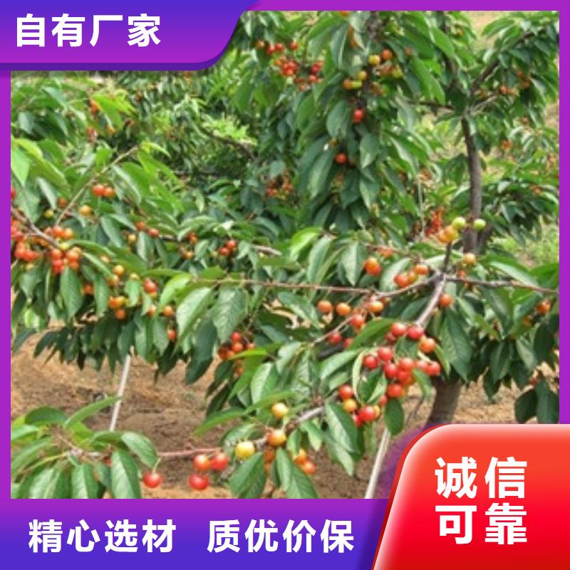 櫻桃苗廠家-誠信經營質量保證