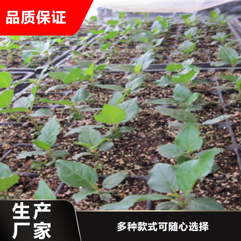 樱桃苗-樱桃苗价格优惠本地品牌