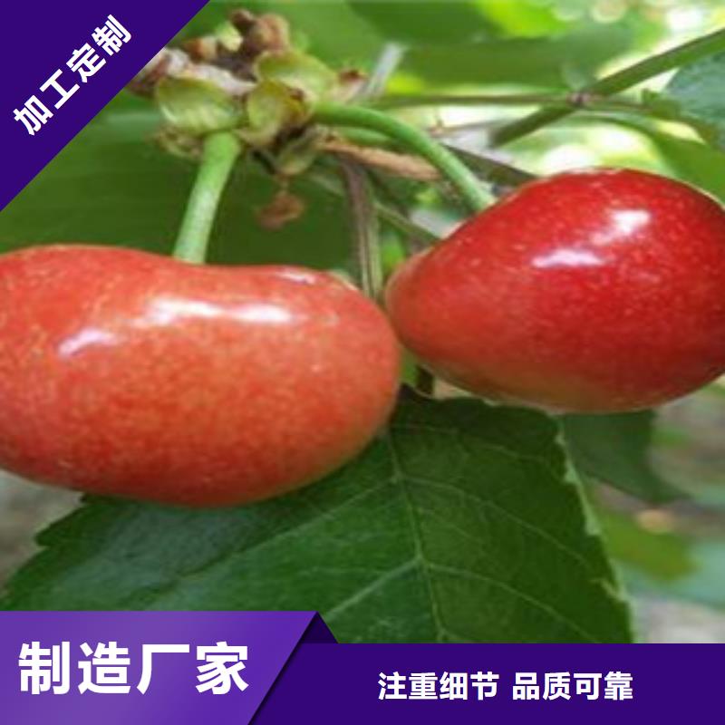 櫻桃苗批發優惠多質量安心