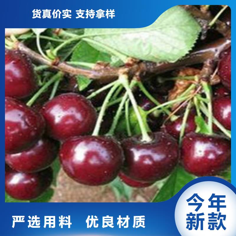 櫻桃苗價格厚道48小時發貨